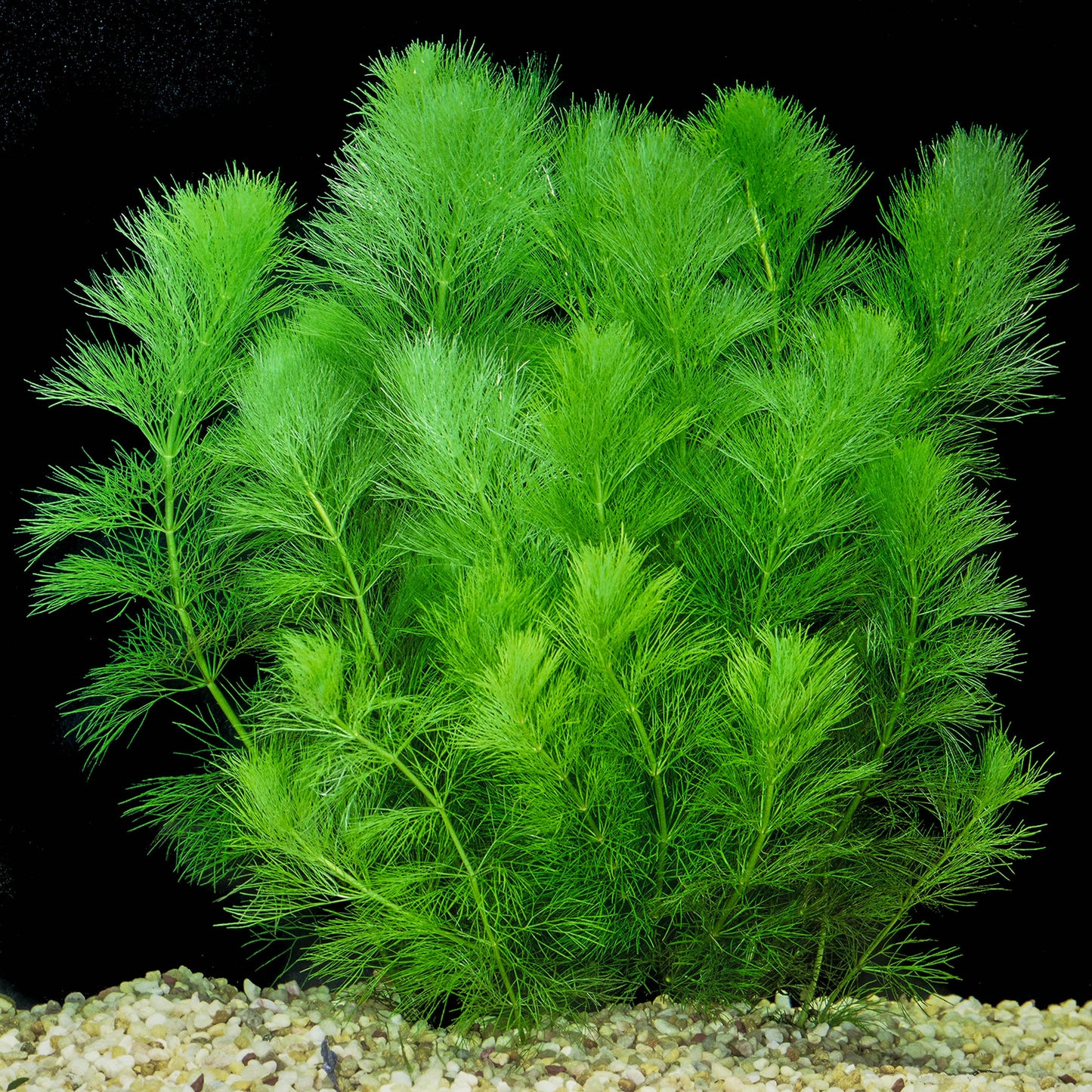 Limnophila Aquatica (Ambulia)