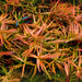 Ludwigia arcuata