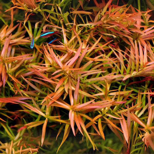 Ludwigia arcuata