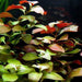 Ludwigia repens