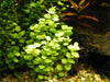 Lysimachia nummularia aurea