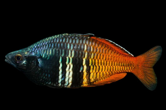 Boesemani Rainbow "Utter" Wild
