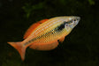 Lake Kurumoi rainbowfish 