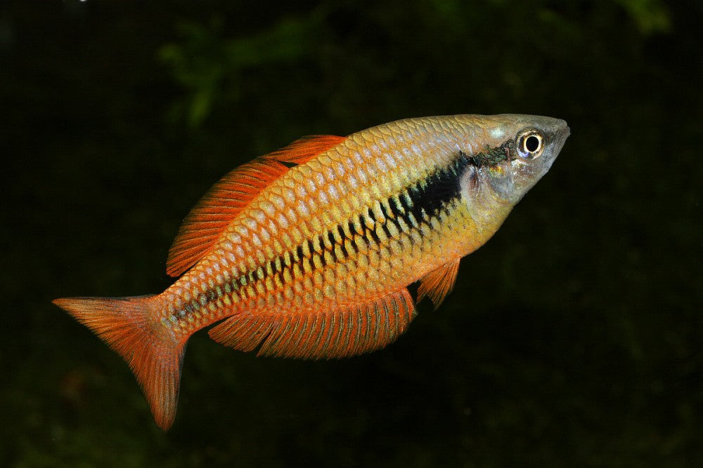 Lake Kurumoi rainbowfish "Wild"