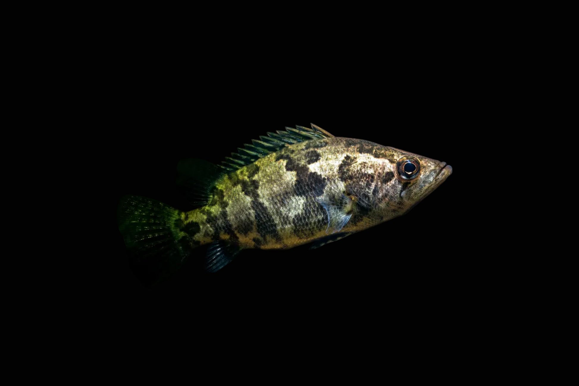 nandus nandus ambush predator
