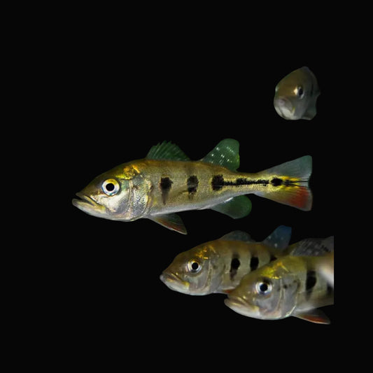 Ocellaris Peacock Bass 3inch