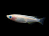 files/Pearl.Galaxy.Medaka.Ricefish.best4pets.in.webp