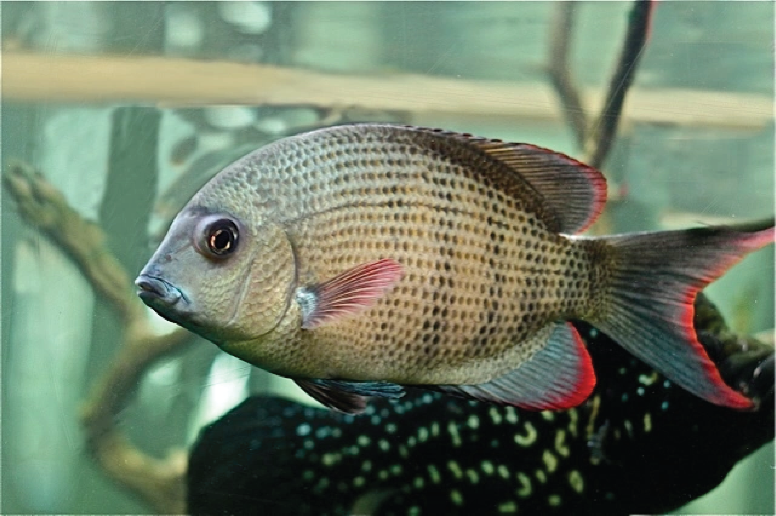 Pinstripe Damba Cichlid 4.5"-5"