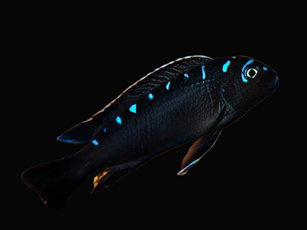 Elongatus Neon Spot 1.25-1.5"