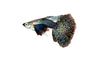 Purple Berry Dragon guppy