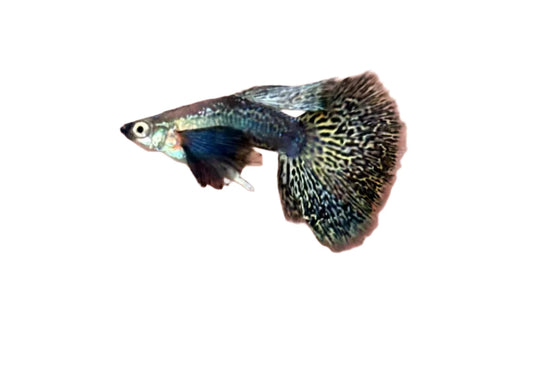 Purple Berry Dragon guppy