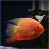 Red Spotted Severum XXL 7Inch