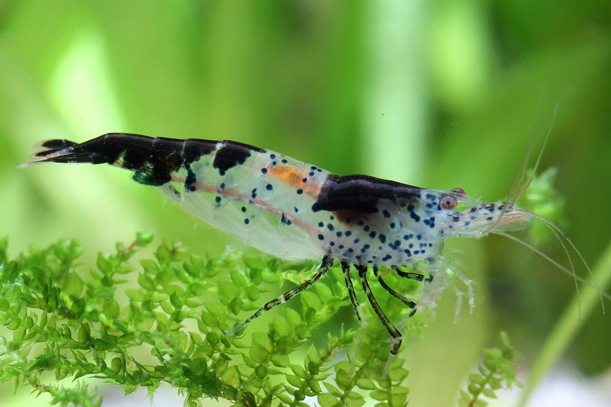 Black Rili Shrimp (Pair)