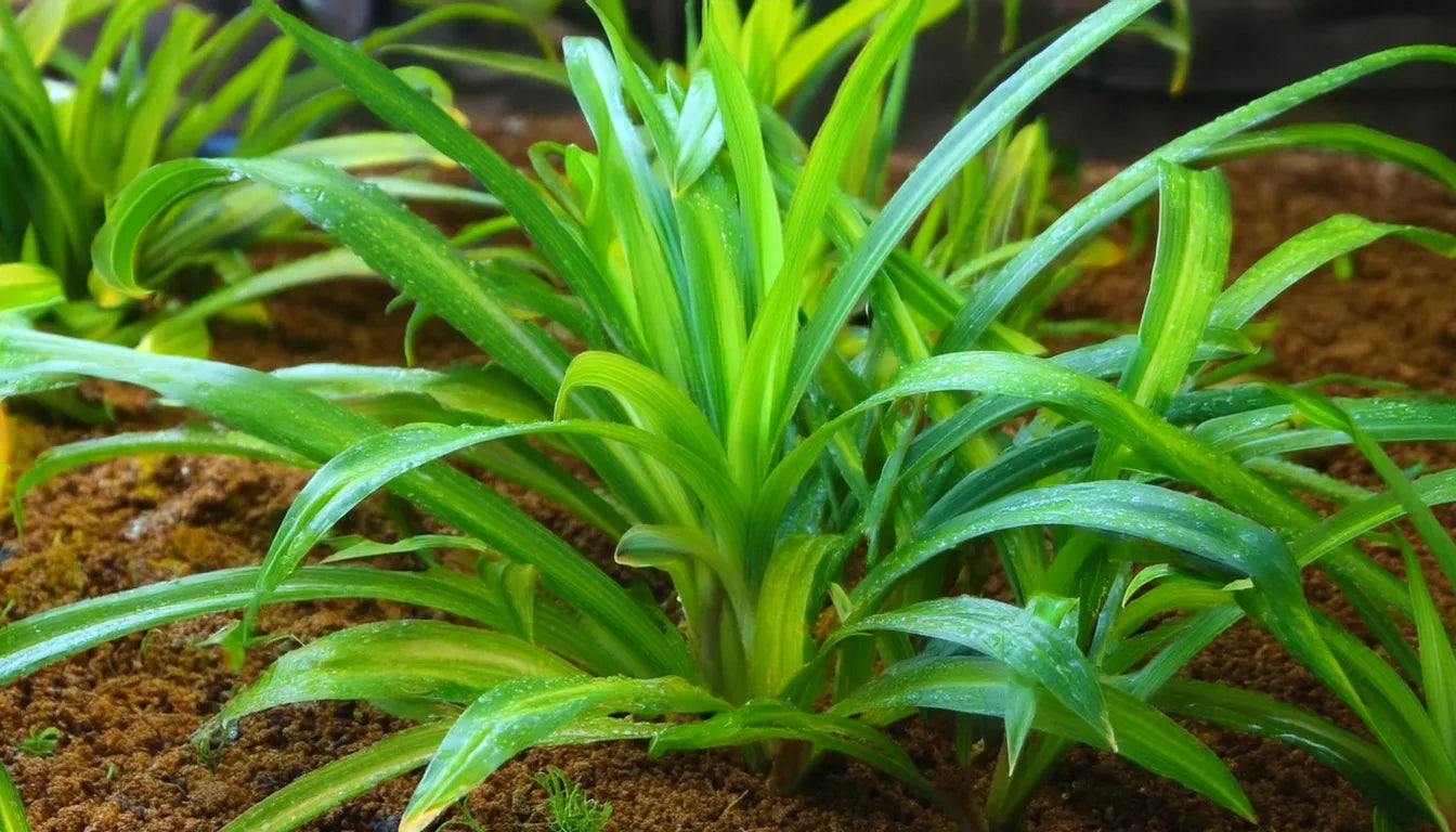 Sagittaria subulata