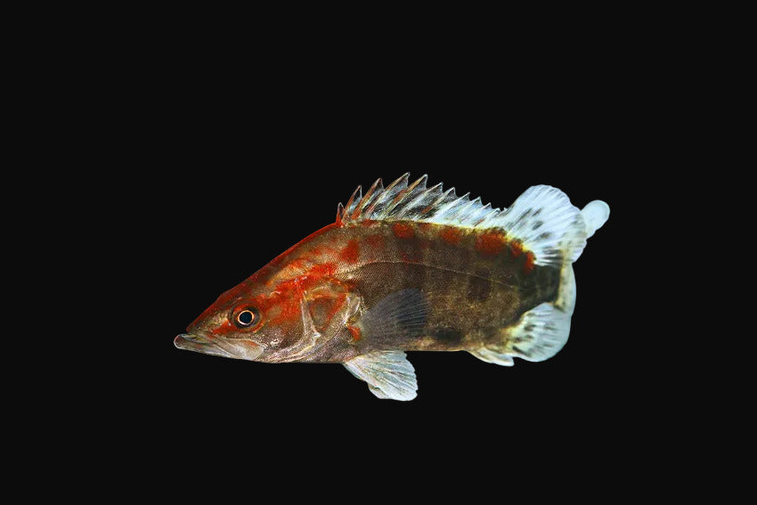 Mandarin fish 3inch