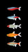 Tetra Combo - Glowlight Tetra, Blue Emperor Tetra, Blue Cochu Tetra, Black Neon Tetra
