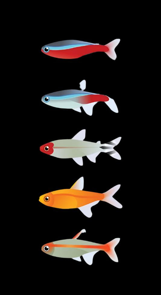 Tetra Combo - Glowlight Tetra, Blue Emperor Tetra, Blue Cochu Tetra, Black Neon Tetra
