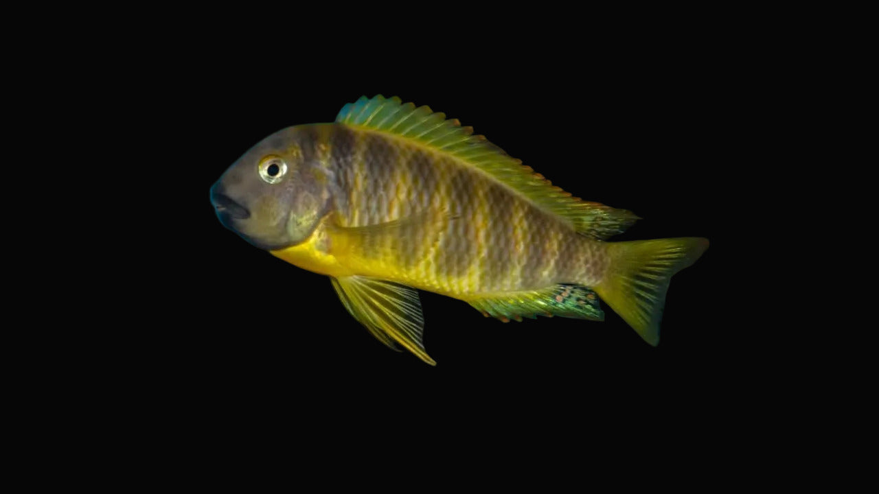 Yellow and black fish in an aquarium setting with a blue background
