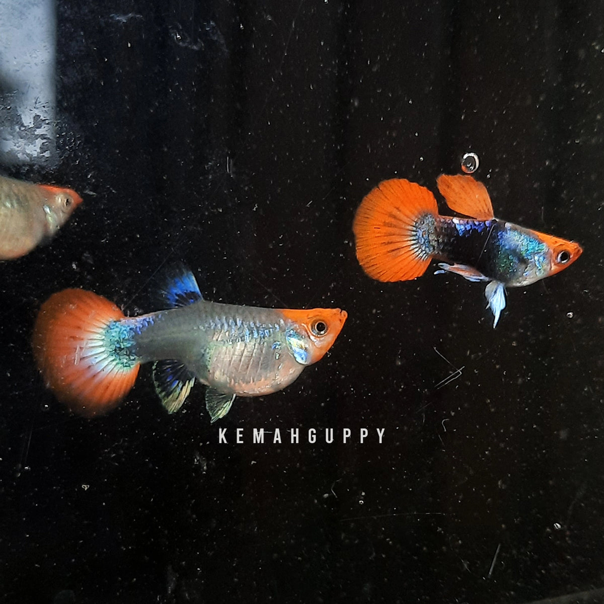 Tuxedo Koi Short Body Guppy (Pair)