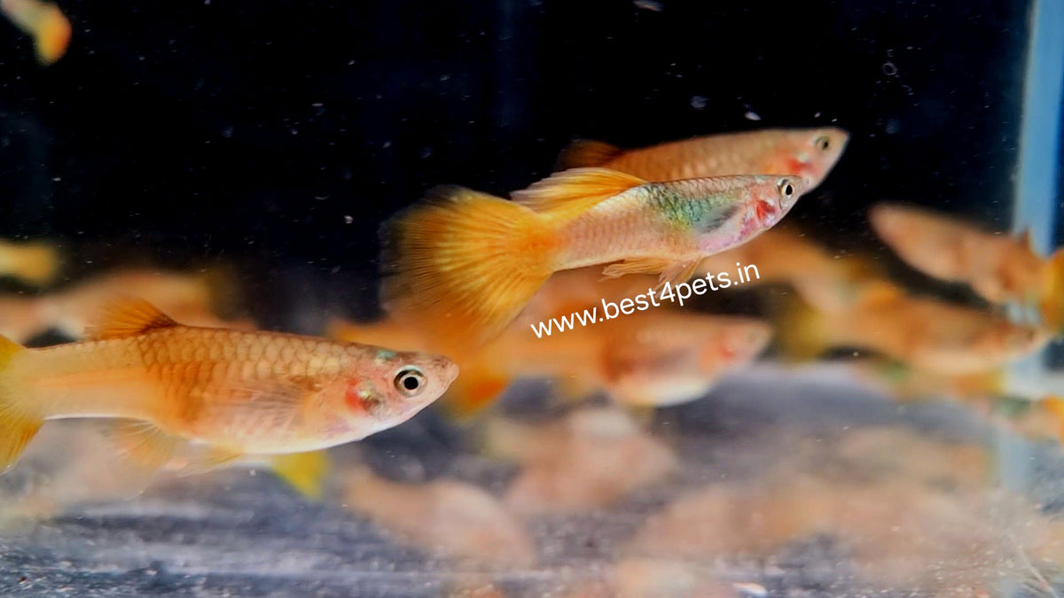 Pingu Guppy (Pair)