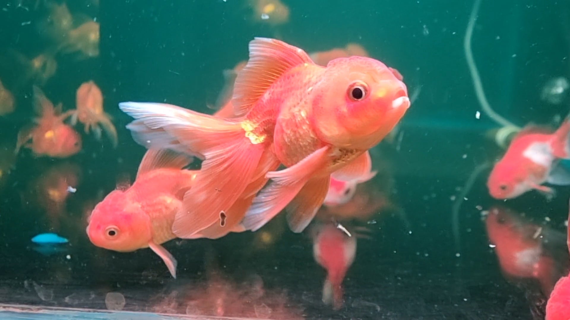 Oranda Goldfish Medium (Pair)