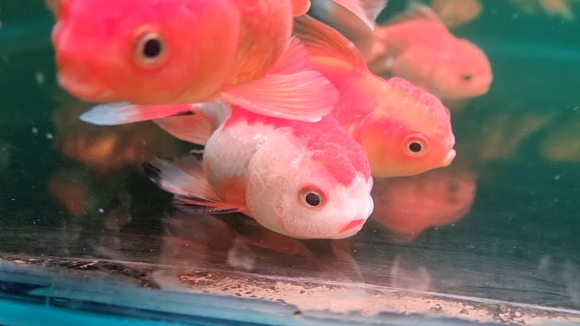 Oranda Goldfish Medium (Pair)