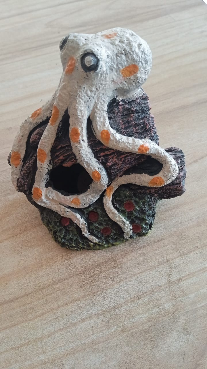 Octopus on Rock
