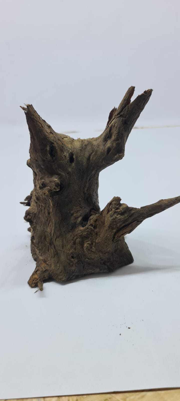 Ancient horn Driftwood (S) DWHS3