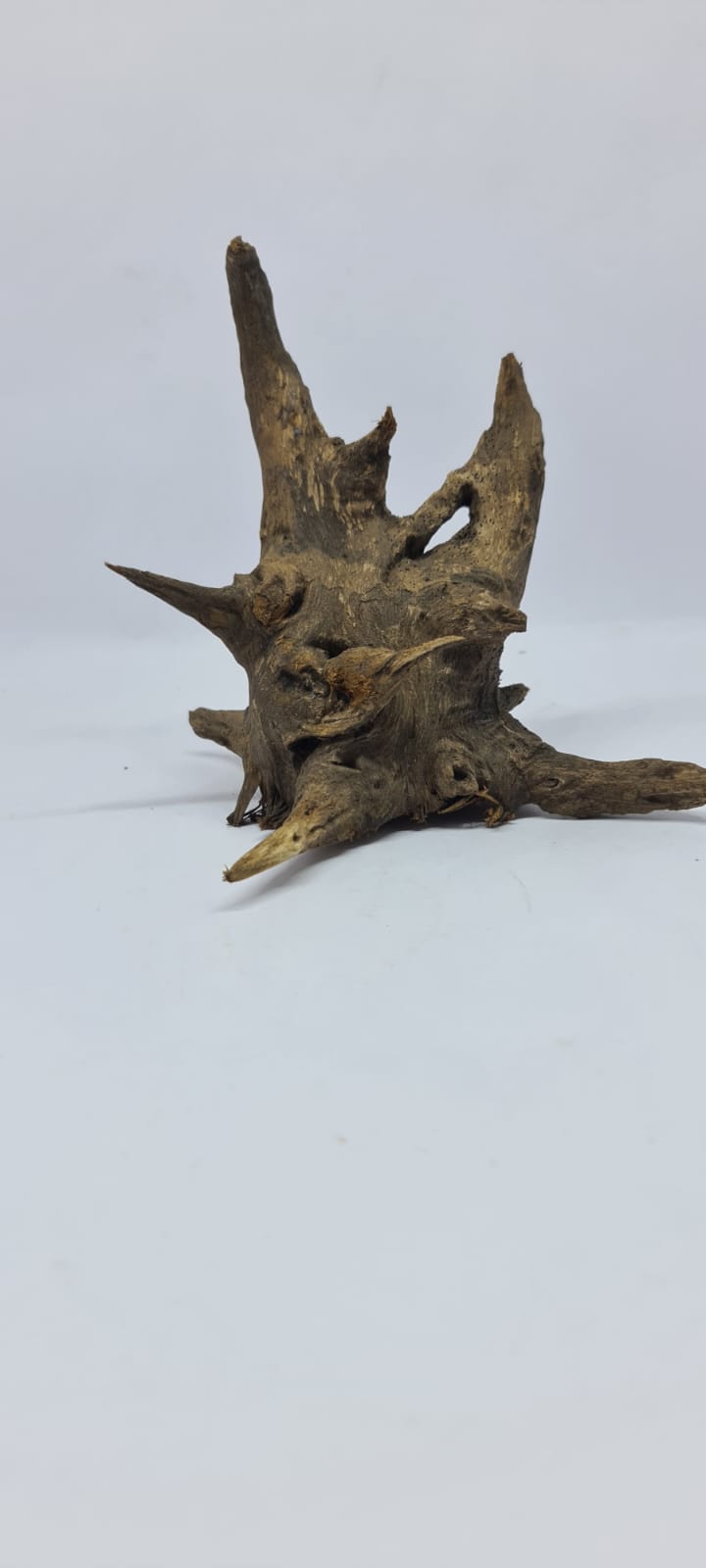 Ancient horn Driftwood (S) DWHS6