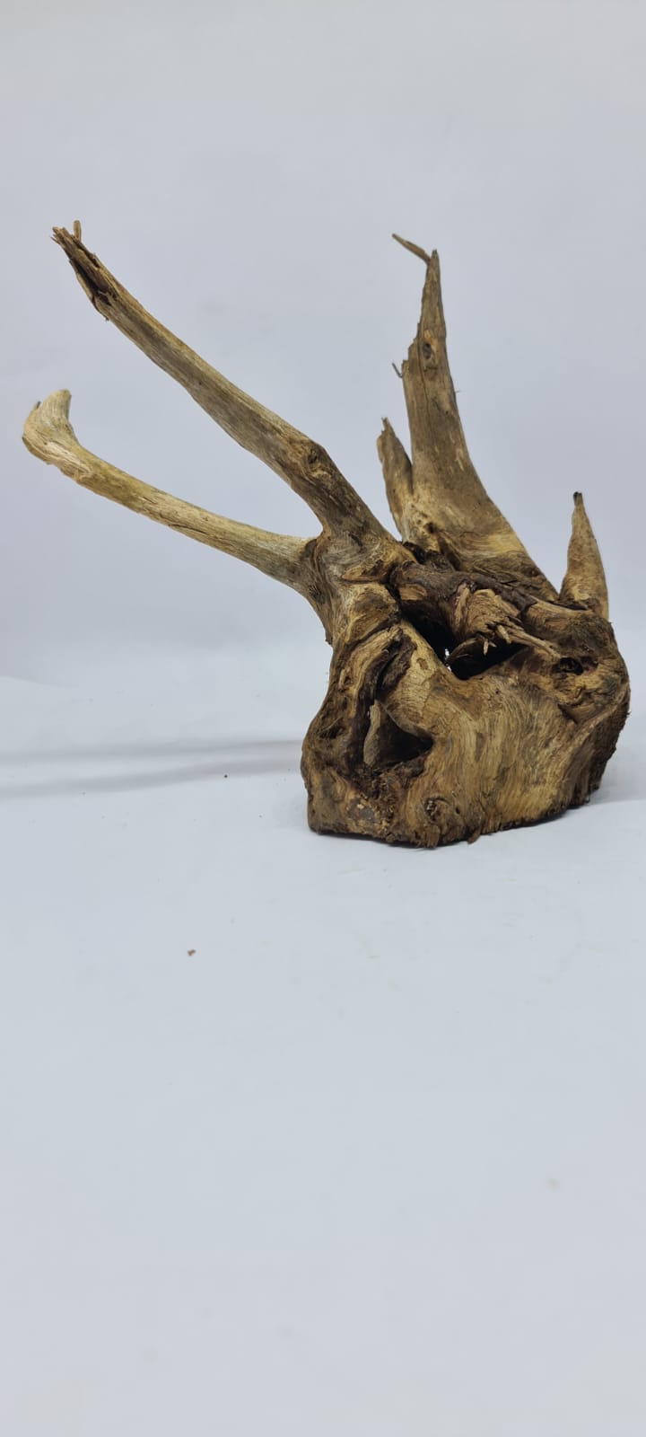 Ancient horn Driftwood (S) DWHS7