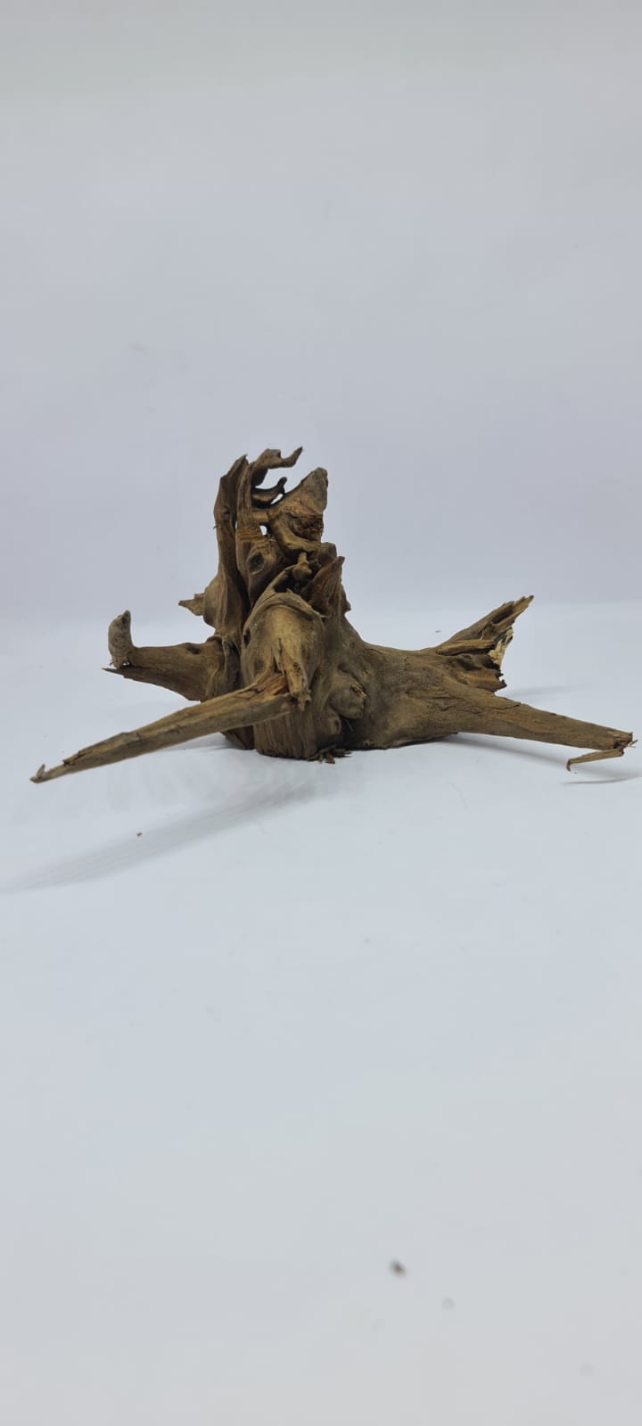 Ancient horn Driftwood (S) DWHS8