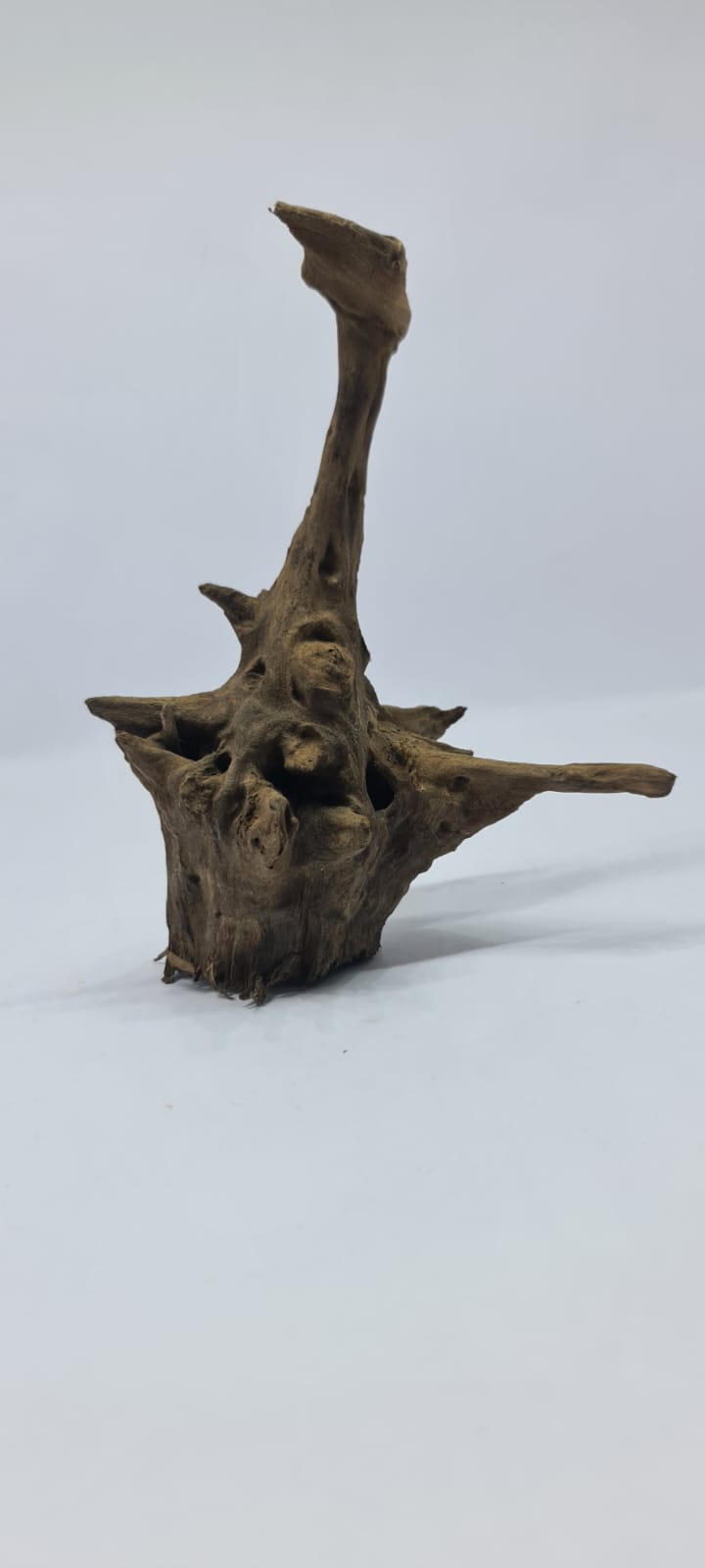Ancient horn Driftwood (S) DWHS9