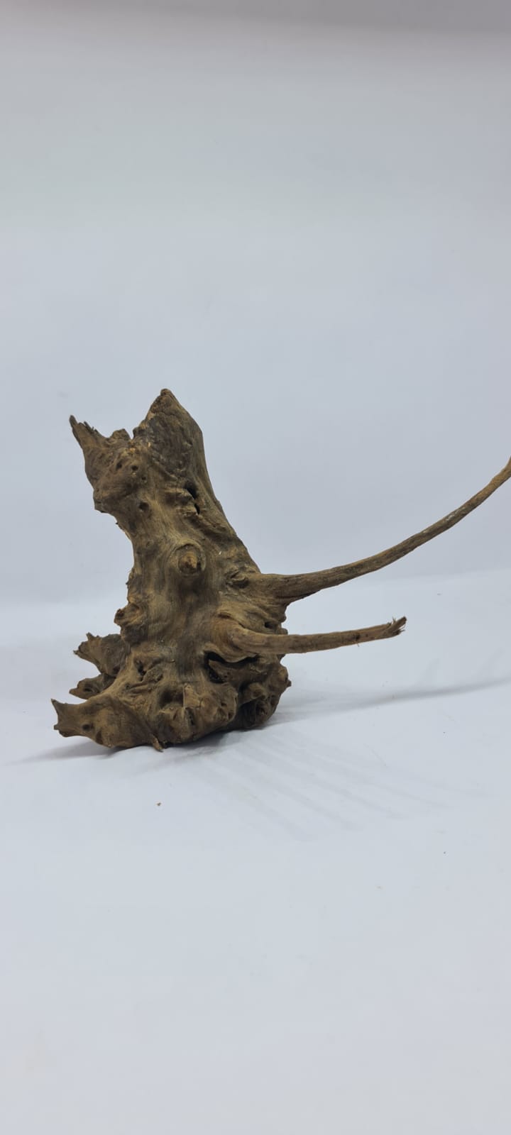 Ancient horn Driftwood (S) DWHS10