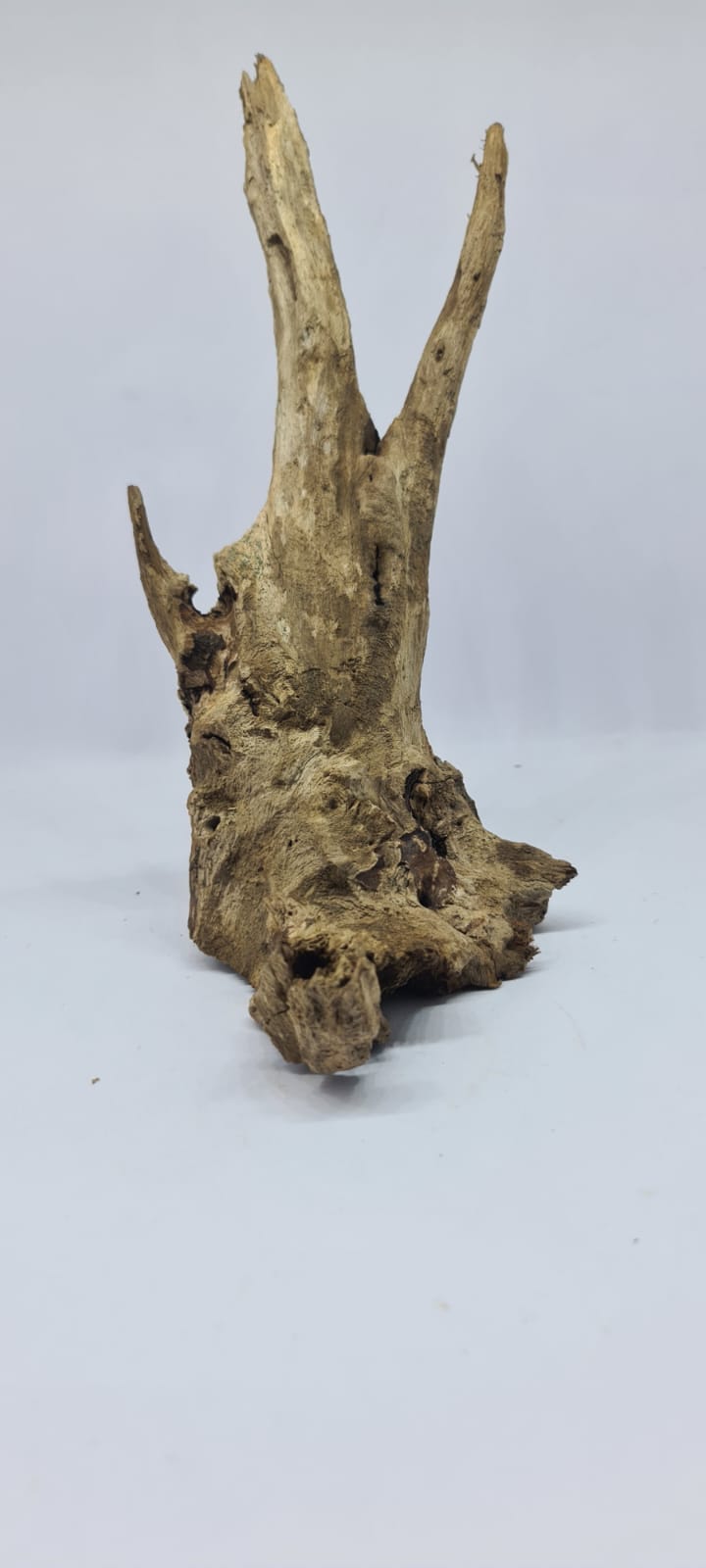 Ancient horn Driftwood (S) DWHS11