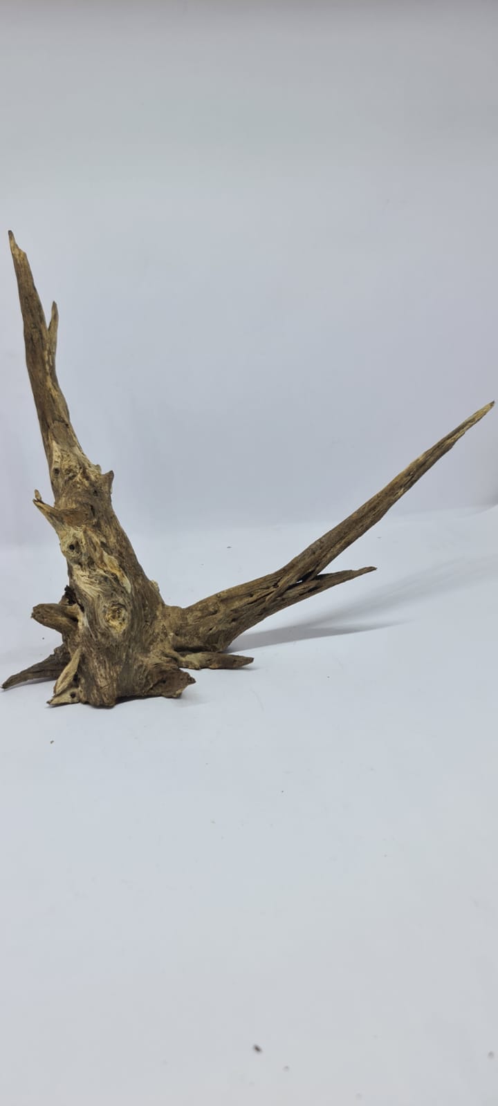 Ancient horn Driftwood (S) DWHS12