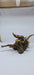 Ancient horn Driftwood (M) DWHM1