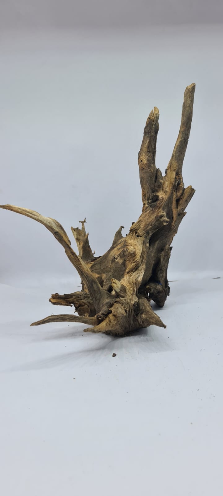 Ancient horn Driftwood (M) DWHM2