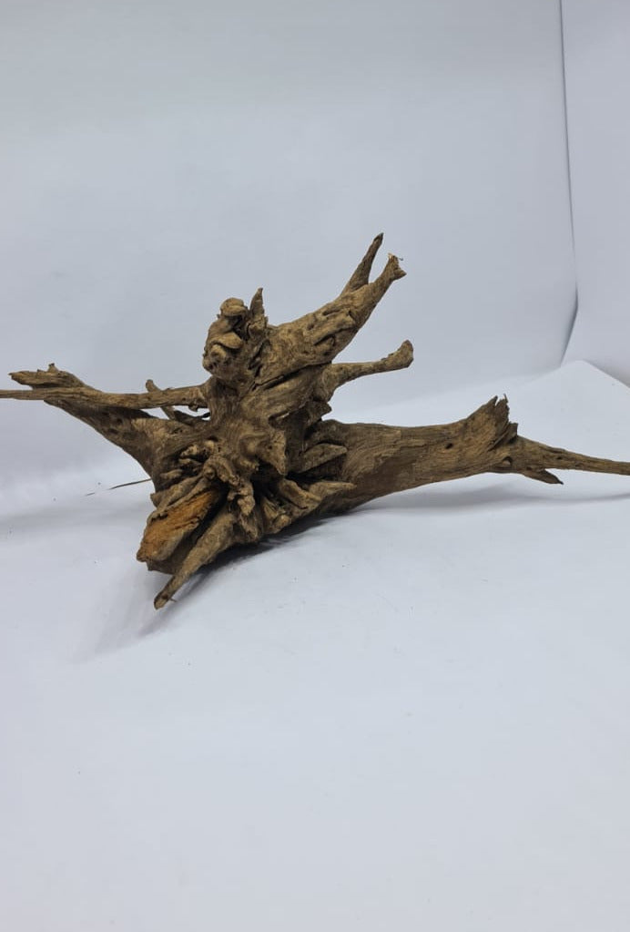 Ancient horn Driftwood (M) DWHM3