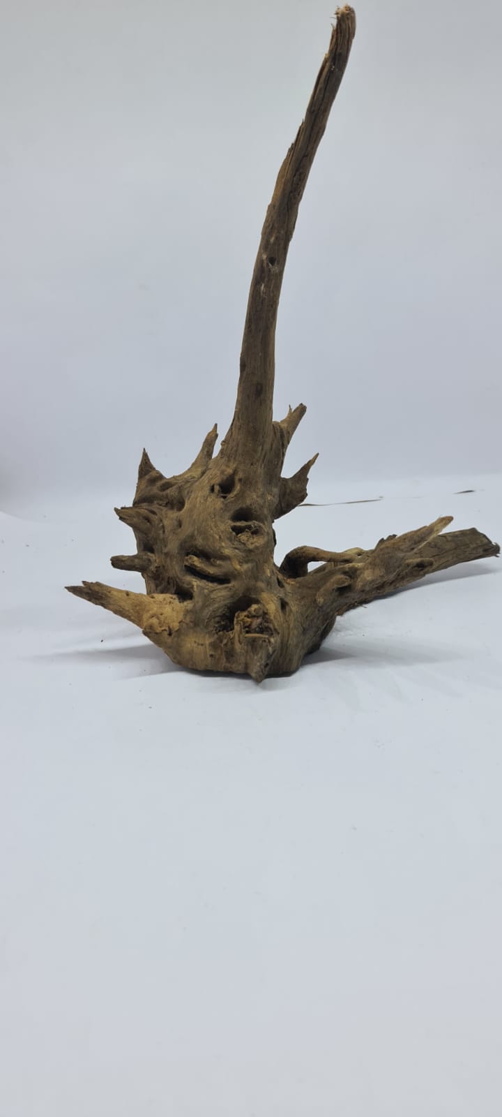 Ancient horn Driftwood (M) DWHM4