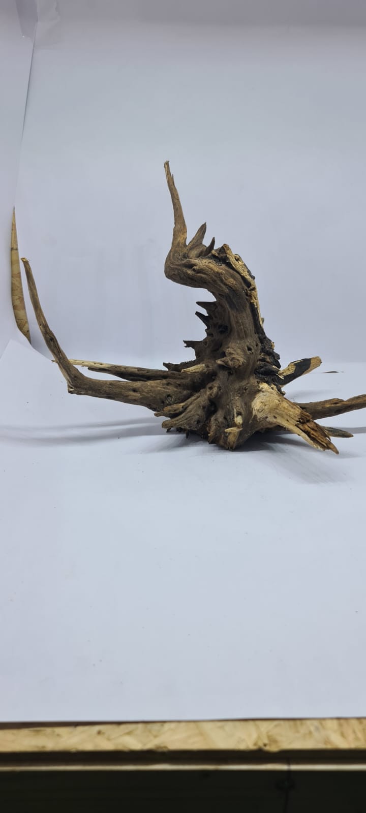 Ancient horn Driftwood (M) DWHM5