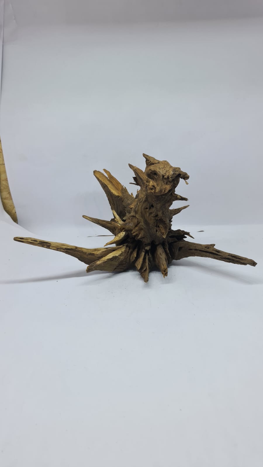 Ancient horn Driftwood (M) DWHM6