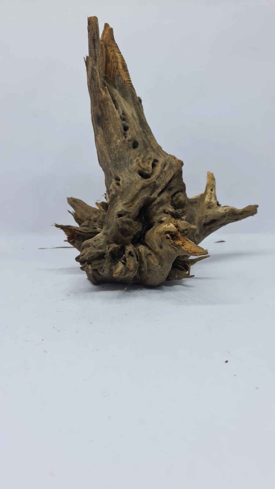 Ancient horn Driftwood (M) DWHM8