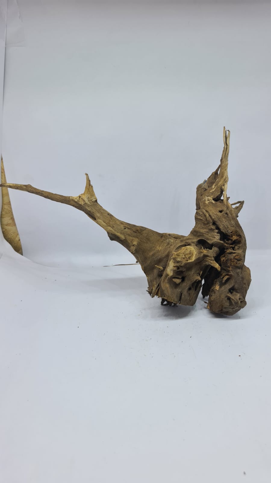 Ancient horn Driftwood (M) DWHM10