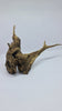 Ancient horn Driftwood (M) DWHM10