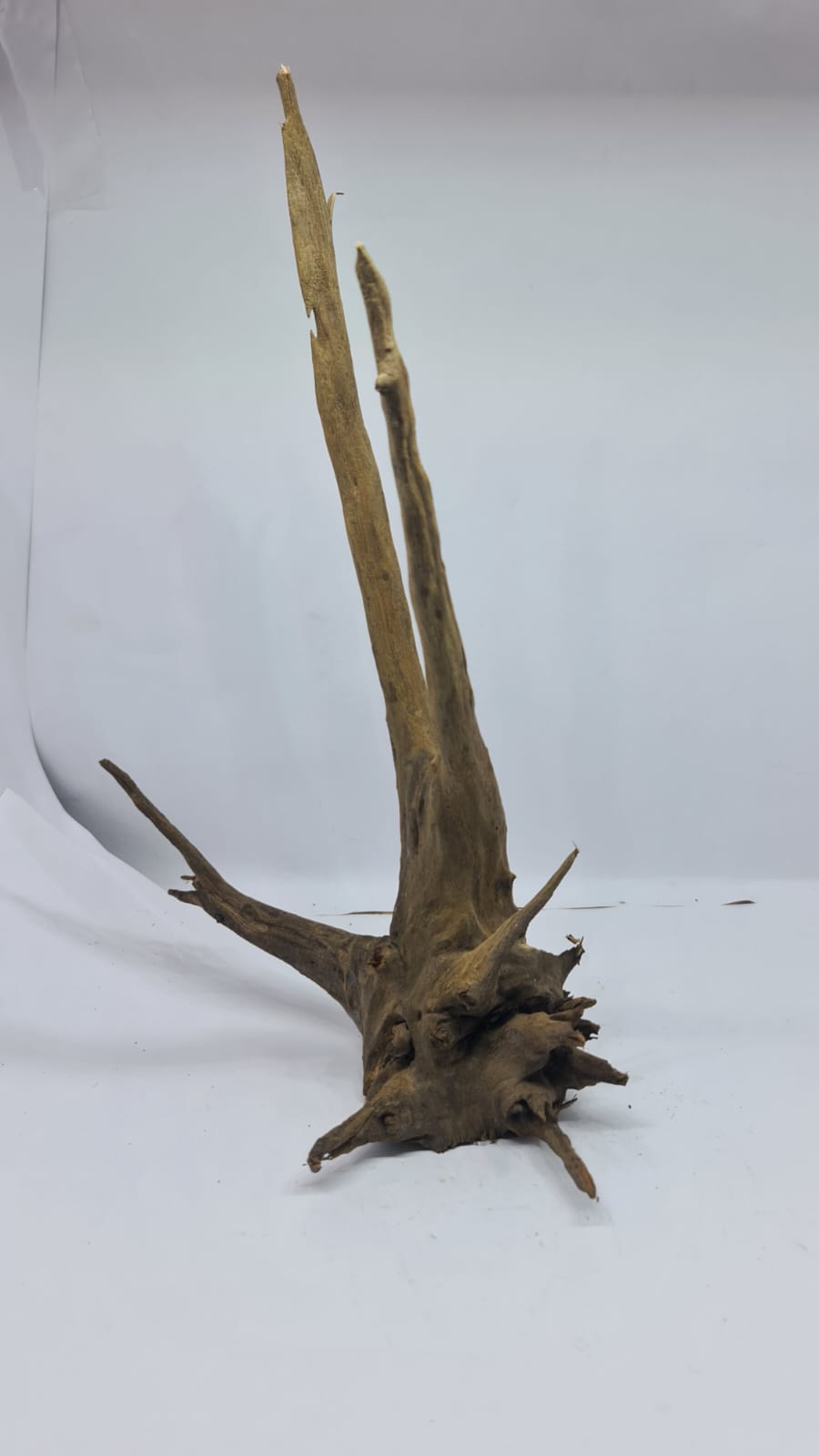 Ancient horn Driftwood (M) DWHM12