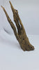 Ancient horn Driftwood (M) DWHM13