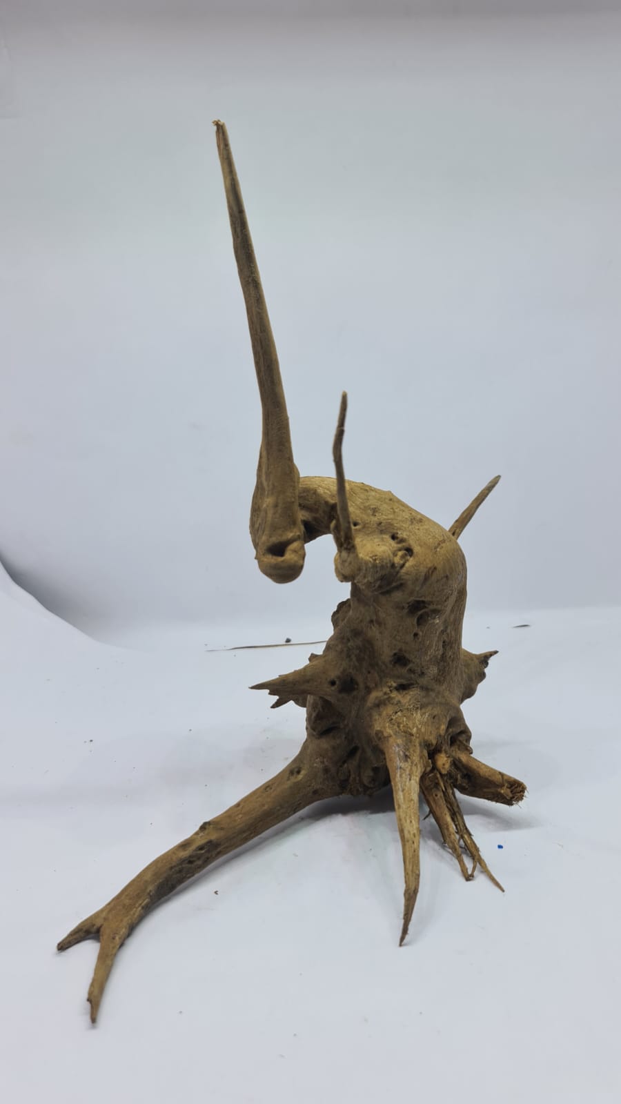 Ancient horn Driftwood (M) DWHM14