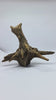 Ancient horn Driftwood (M) DWHM15