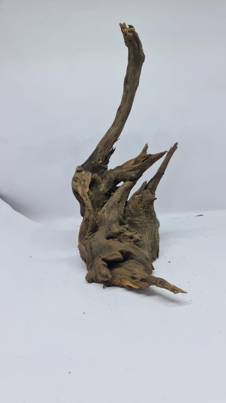Ancient horn Driftwood (M) DWHM16