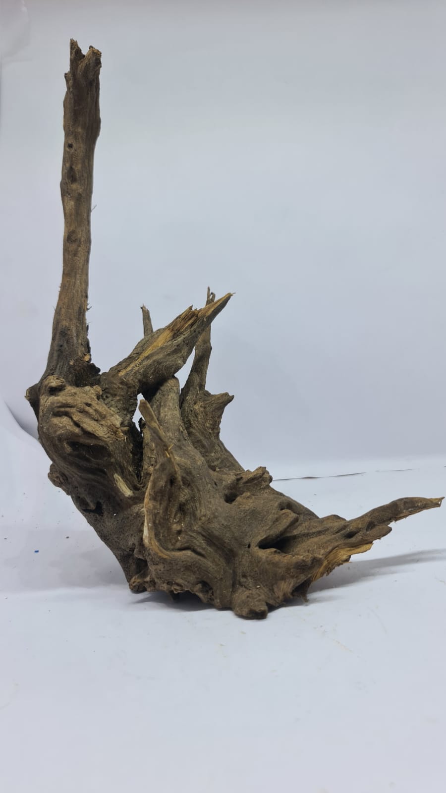 Ancient horn Driftwood (M) DWHM16